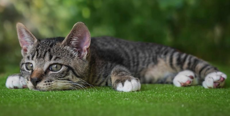 A kitten lying down