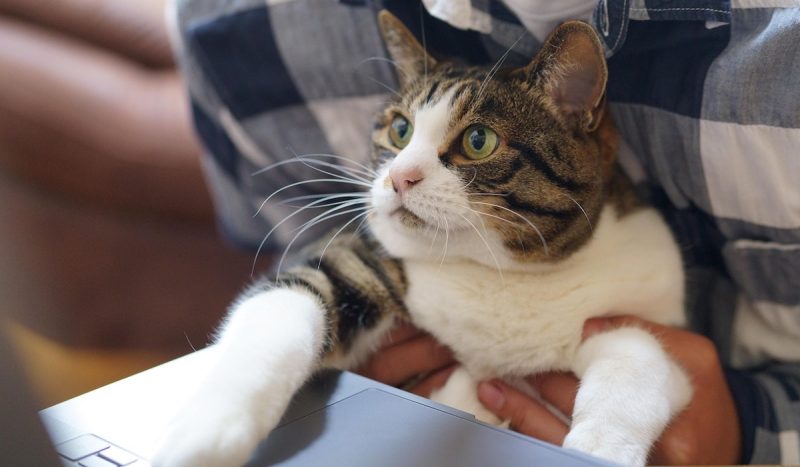 A cat resting its paws on a computer.