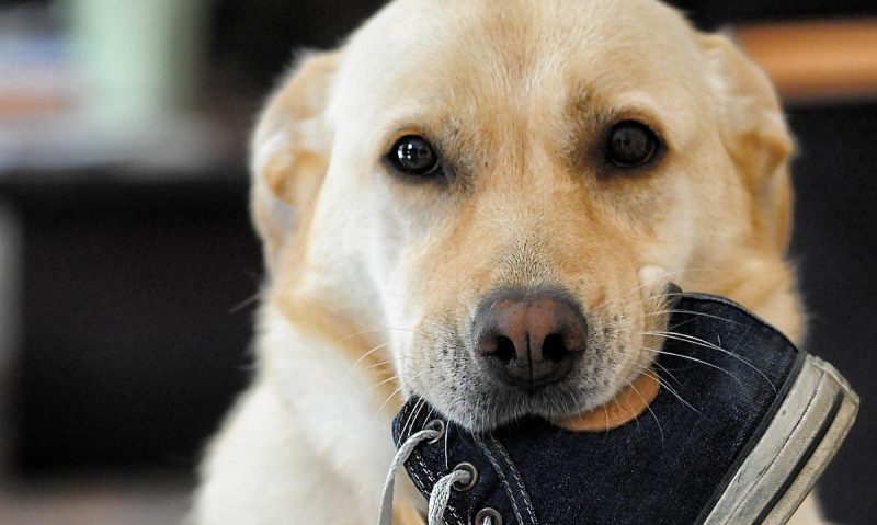 A dog with a sneaker in its mouth